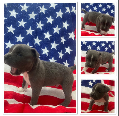De La Garde Des Titans - American Staffordshire Terrier - Portée née le 07/05/2023