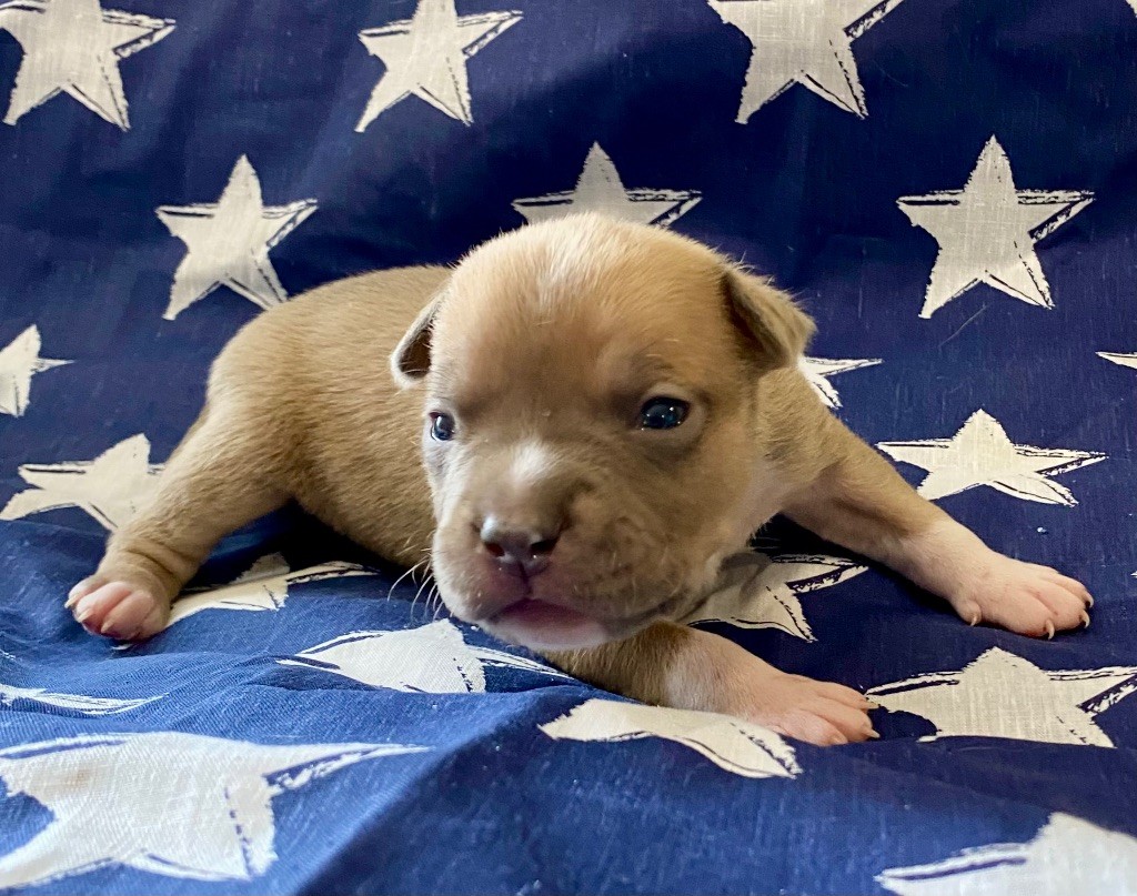 De La Garde Des Titans - Chiots disponibles - American Staffordshire Terrier