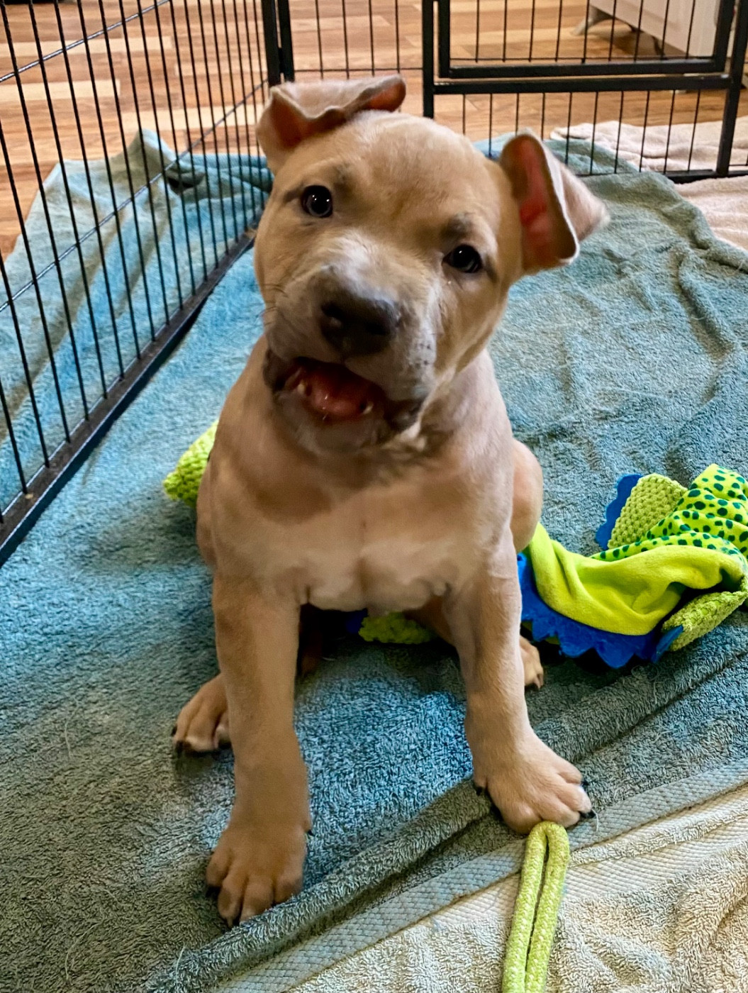 De La Garde Des Titans - Chiots disponibles - American Staffordshire Terrier