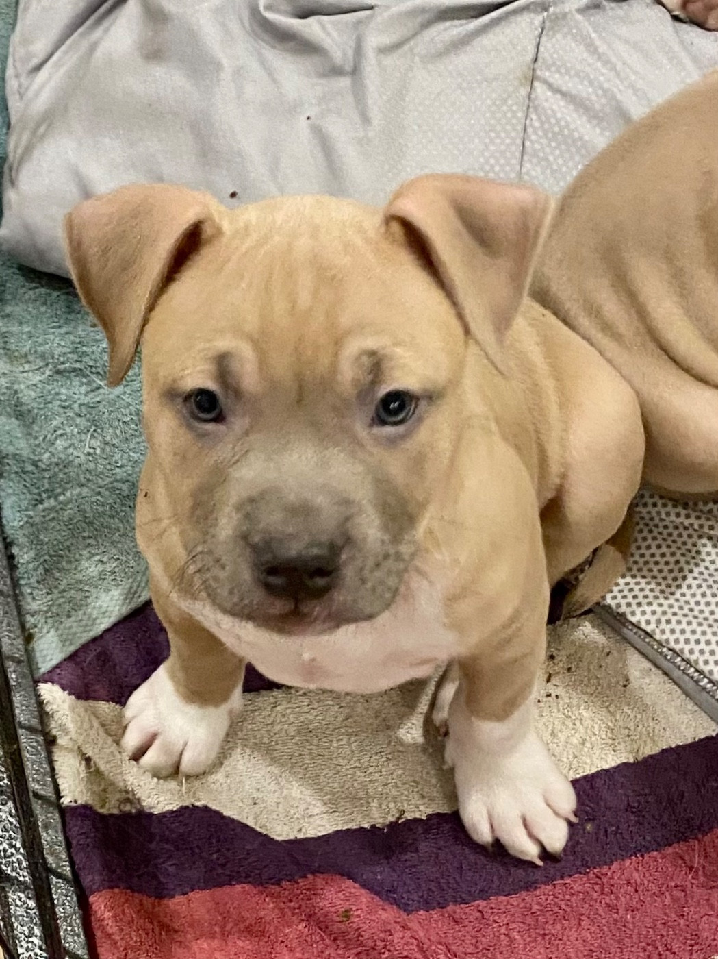 De La Garde Des Titans - Chiots disponibles - American Staffordshire Terrier