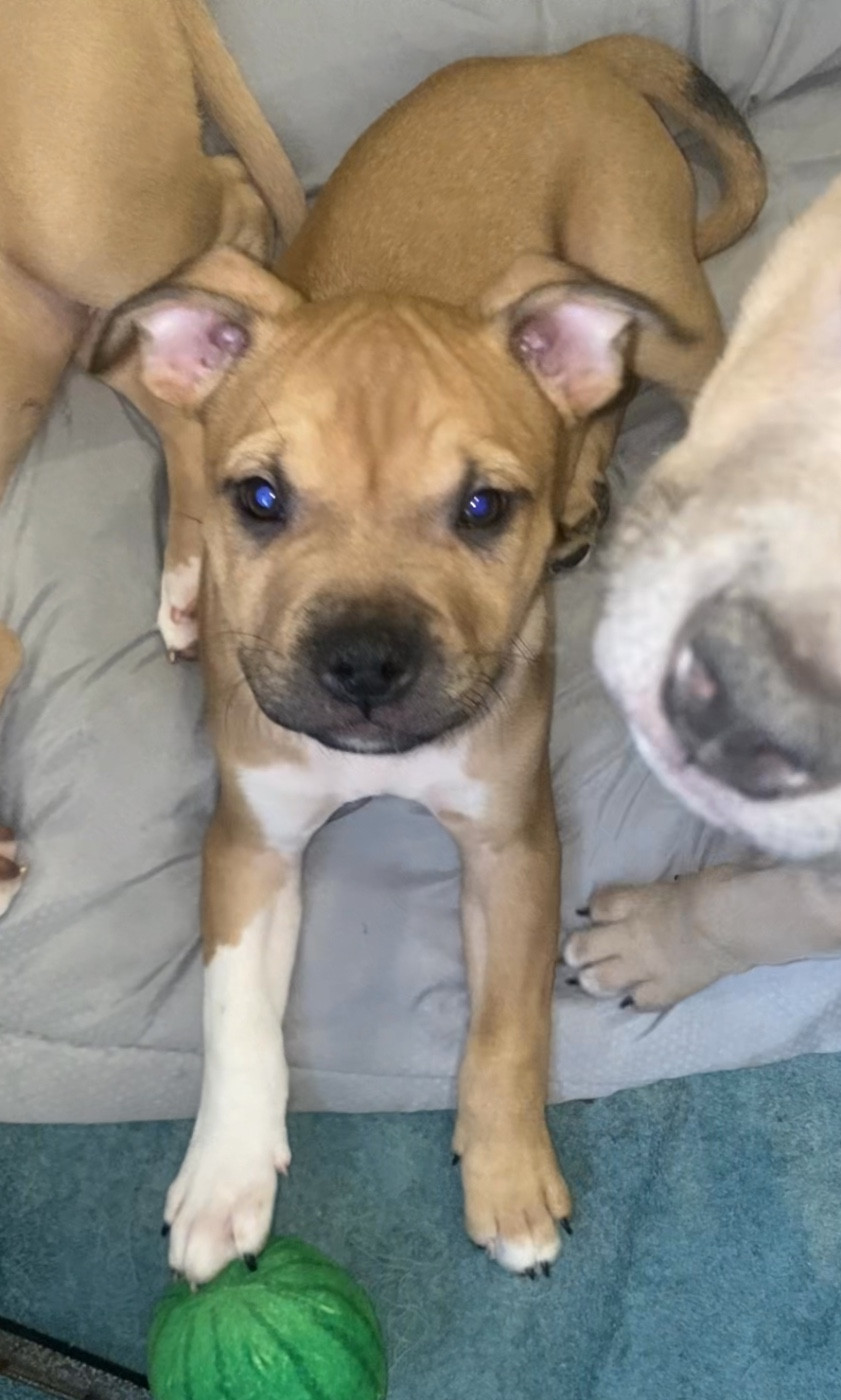 De La Garde Des Titans - Chiots disponibles - American Staffordshire Terrier