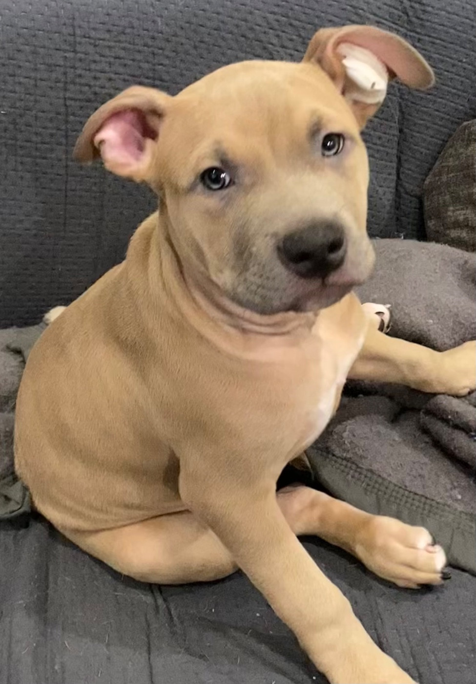 De La Garde Des Titans - American Staffordshire Terrier - Portée née le 23/08/2025