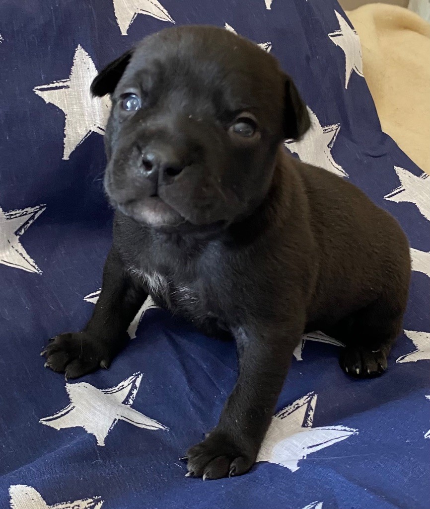 De La Garde Des Titans - Chiots disponibles - American Staffordshire Terrier