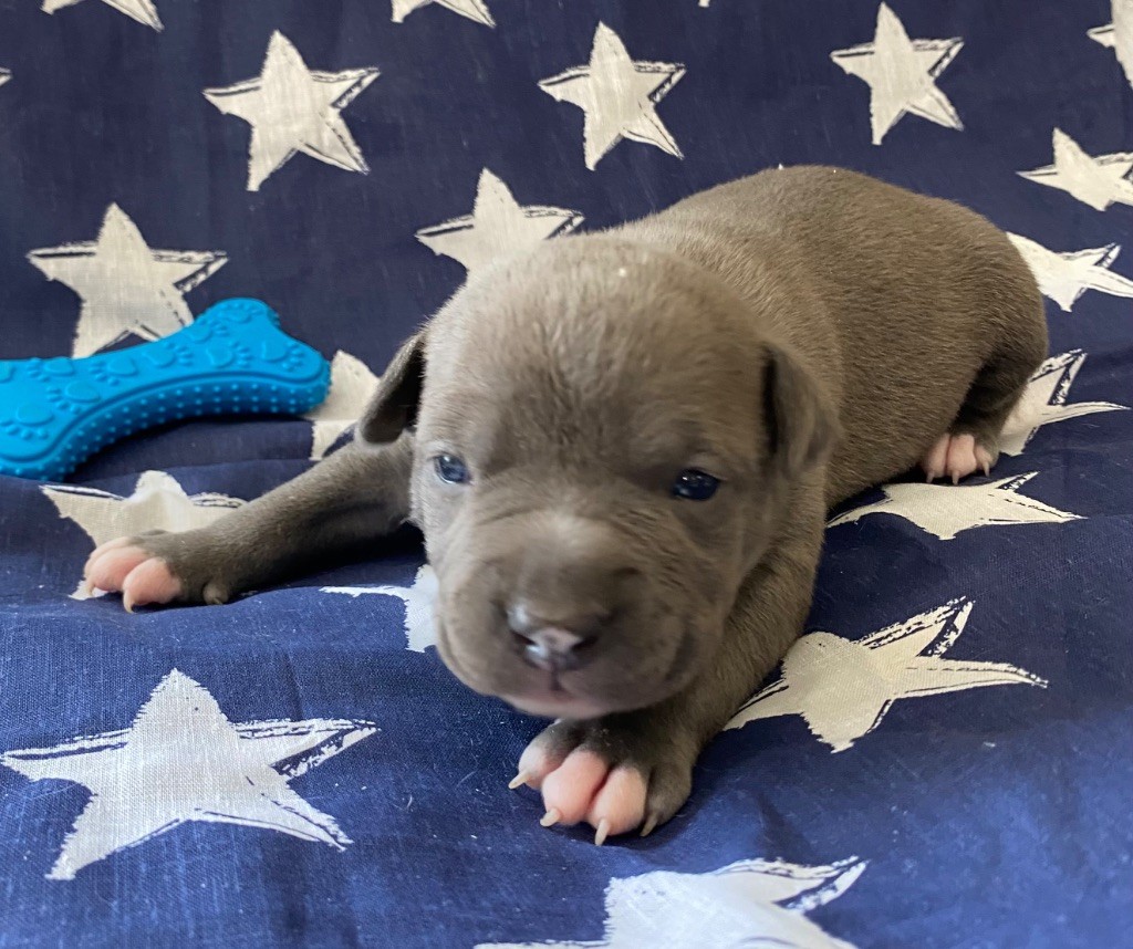 De La Garde Des Titans - Chiots disponibles - American Staffordshire Terrier