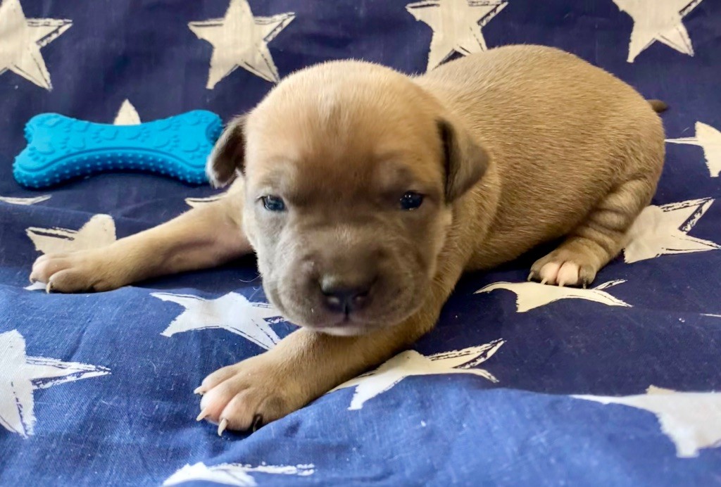 De La Garde Des Titans - Chiots disponibles - American Staffordshire Terrier