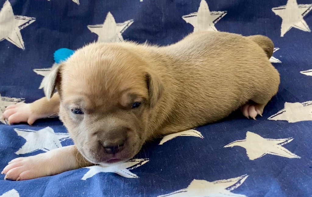 De La Garde Des Titans - Chiots disponibles - American Staffordshire Terrier