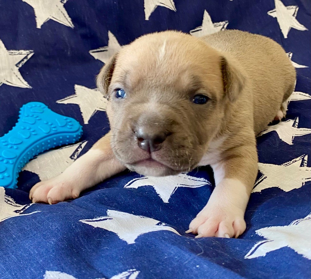 De La Garde Des Titans - Chiots disponibles - American Staffordshire Terrier