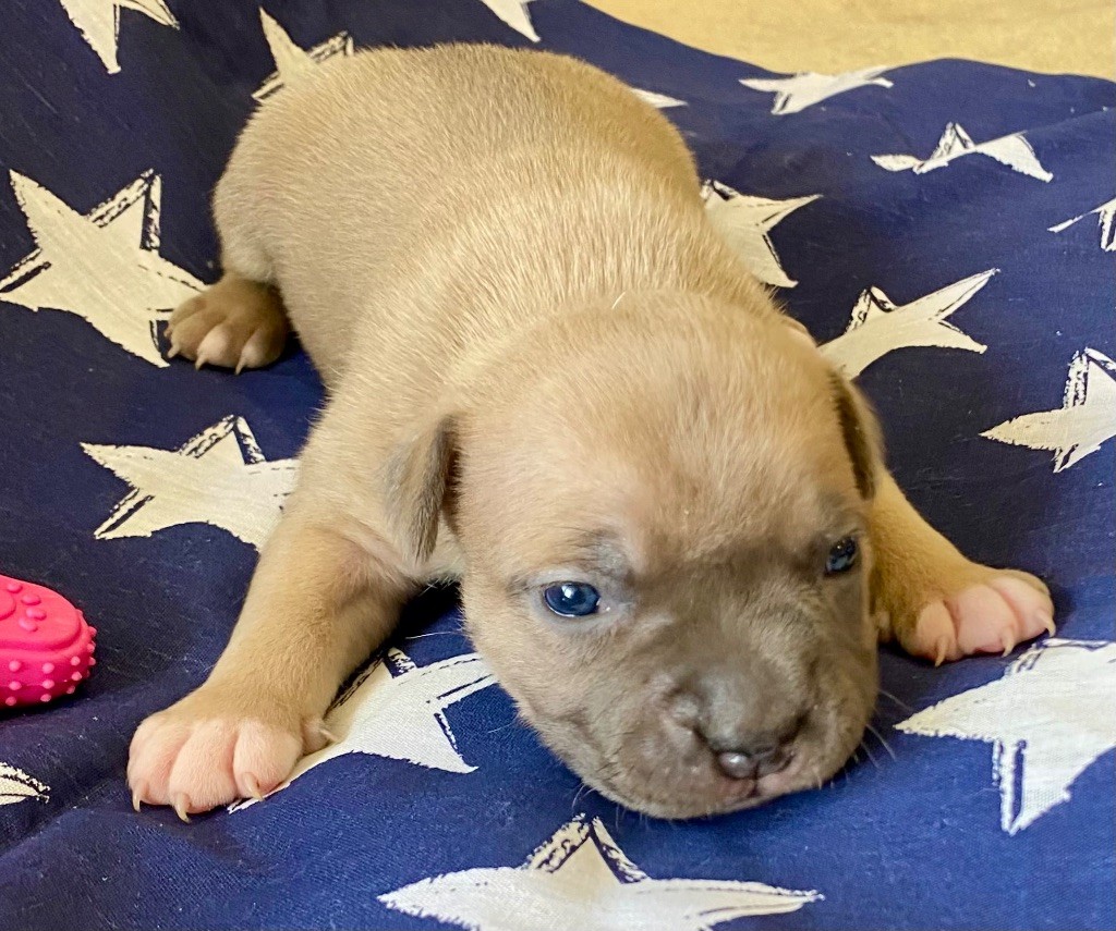 De La Garde Des Titans - Chiots disponibles - American Staffordshire Terrier